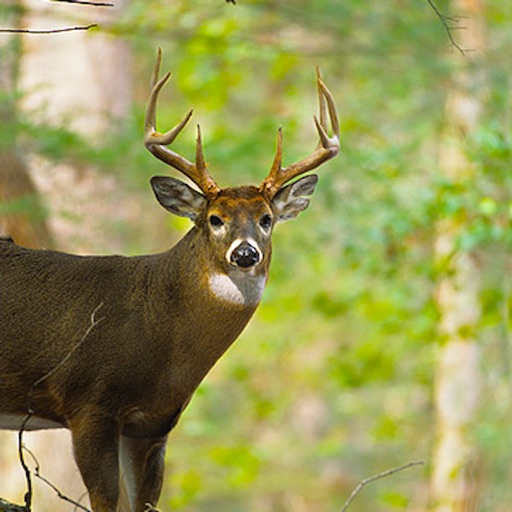 Big Game Deer Hunting Icon