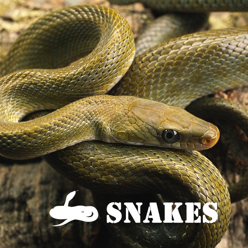 THE SNAKES iOS App