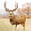 Deer Calls - Hunting Sounds Ringtones and More - iPhoneアプリ