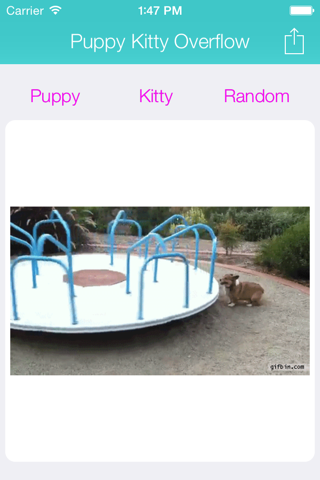 Puppy Kitty Overflow: Random Animated Dog and Cat Photos screenshot 2