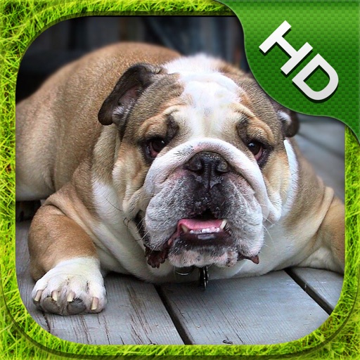 BullDog Simulator - HD iOS App