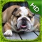 BullDog Simulator - HD