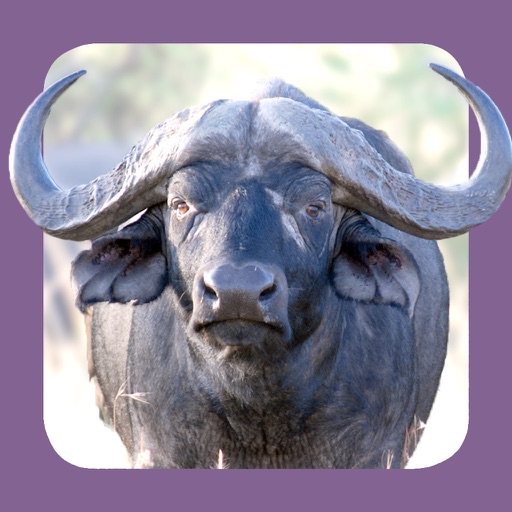 Sasol Natuurlewe vir Beginners (Volle Weergawe): Blitsfeite, foto's en video's van 46 Suider-Afrikaanse diere icon