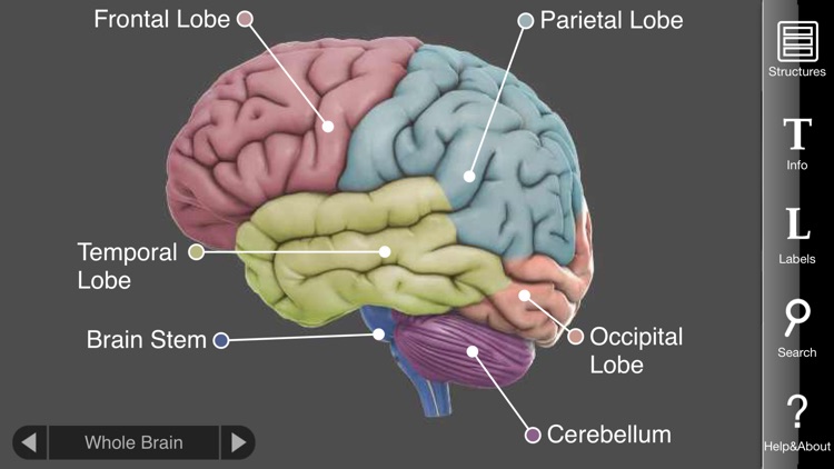 3D Brain