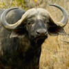 Buffalo Hunting Challenge