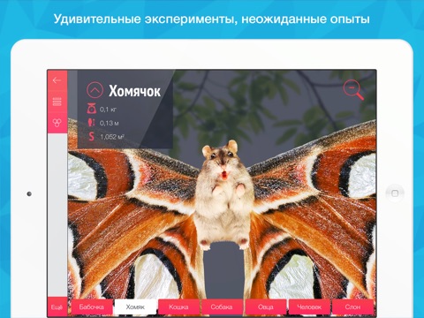Бабочки HD. Фото, видео, 3d-модели, факты и коллекция screenshot 4