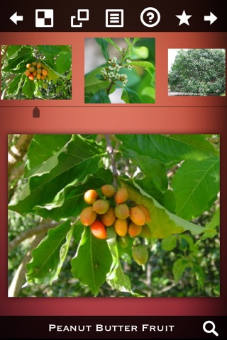 Fruits Wiki screenshot 2