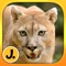 Jungle and Rainforest Animals: puzzle game