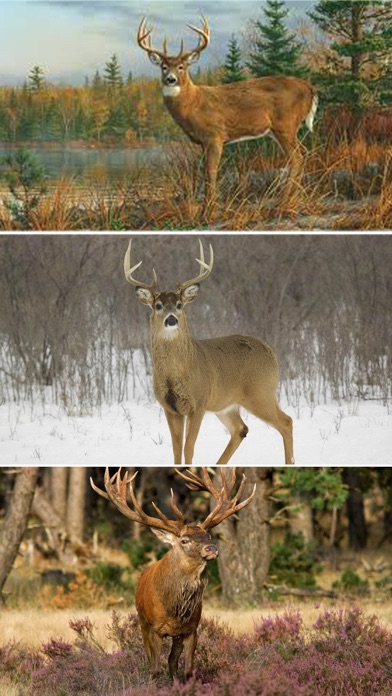 Deer Hunting Wallpapers - Best Collection Of Deer Wallpapers - AppRecs