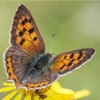 Gardensafari Moths and Butterflies