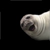 Selfie Seal