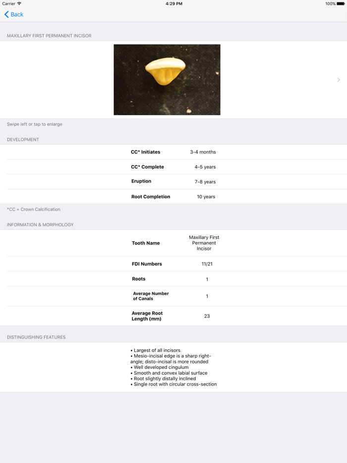 Tooth Morphology - Your Quick Reference Guide