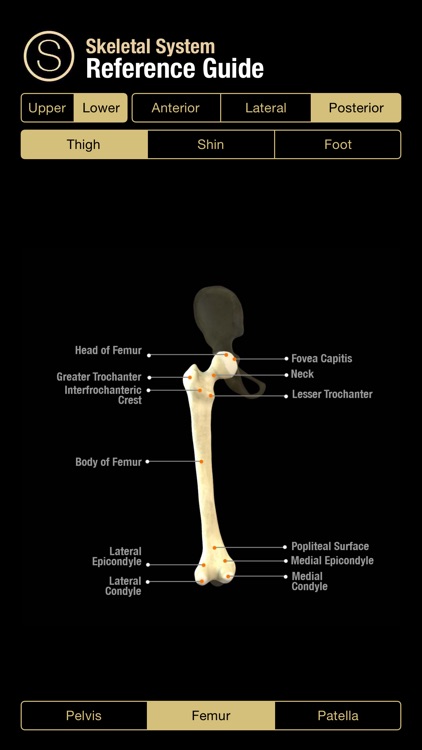 Skeletal System Reference Guide screenshot-4