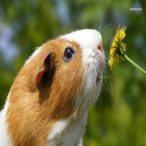 Guinea Pig Communicator iOS App