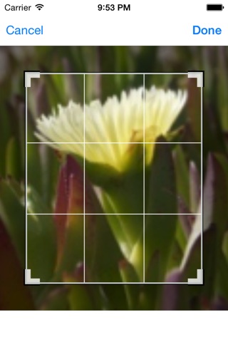 Shot Find  What is this?  [Google Image Search Edition] screenshot 2