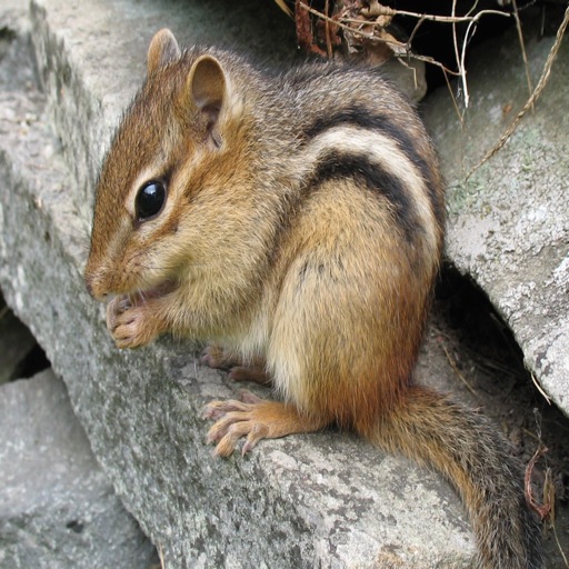 Chipmunk Sounds Ringtones and More of From this Cute Little Animal