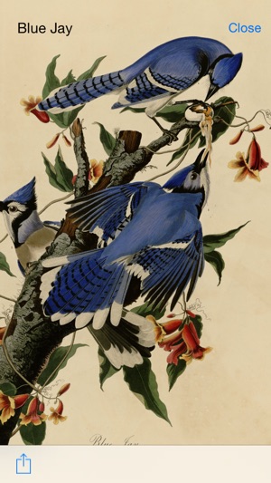 BirdArt - Birds of America Edition(圖2)-速報App