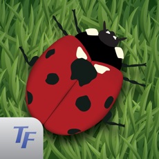 Activities of Fun Bugs