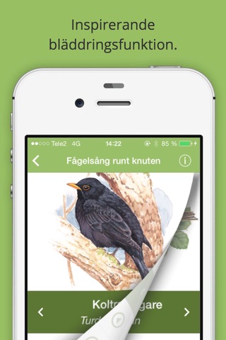 Fågelsång runt knuten screenshot 4