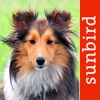 Dog Id – select my dog, a comprehensive guide for choosing the right dogs breed