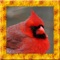 Cardinal Simulator 3D