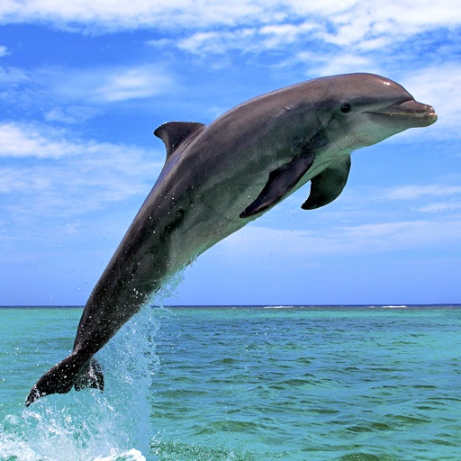 Dolphin Pics ! Lovely dolphin pictures for wallpapers and backgrounds iOS App