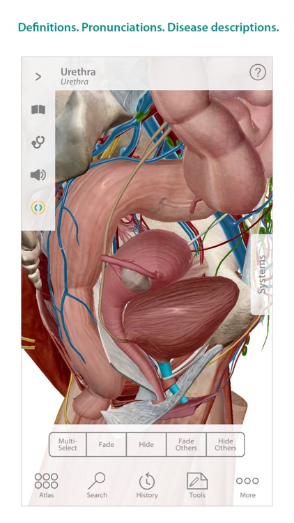 Human Anatomy Atlas – 3D Anatomical Model of the Human Body screenshot-4