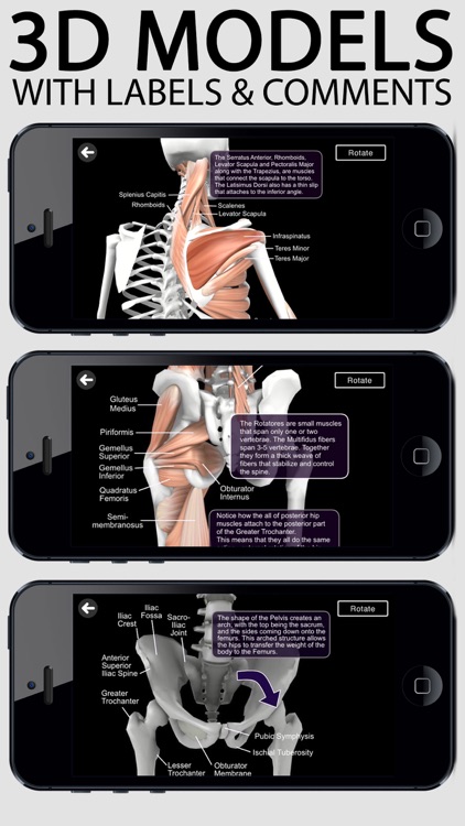 Learn Muscles : Anatomy Quiz & Reference screenshot-0