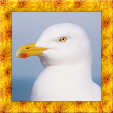 Activities of Seagull Bird Simulator