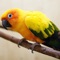 Free birds beautiful sounds application contains real sounds and photos of the most popular birds in the world