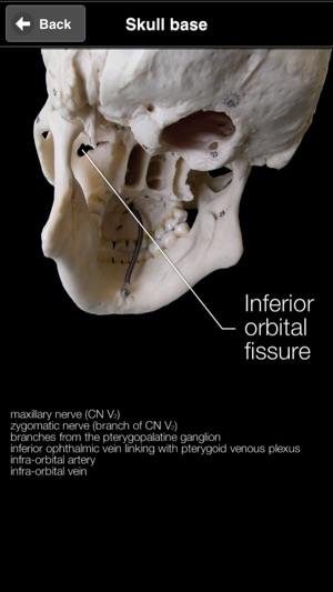 Skull Osteology(圖4)-速報App