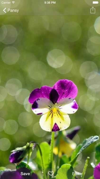 Flower WP Pro ~Extremely HD Flowers Wallpaper Image Gallery screenshot-3