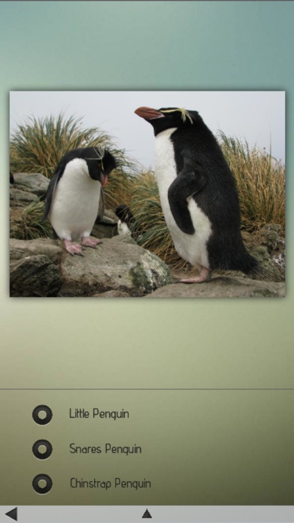 Penguins Guru screenshot-4
