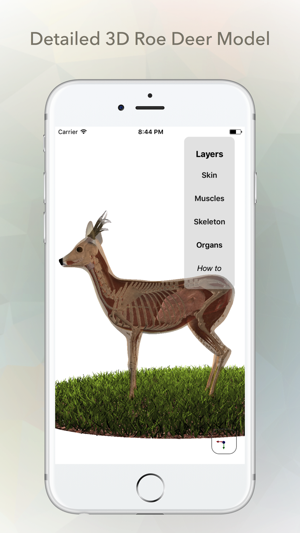 Deer Anatomy(圖1)-速報App