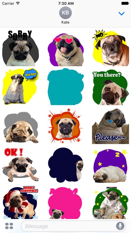 Handsome Pug Puppy Animated