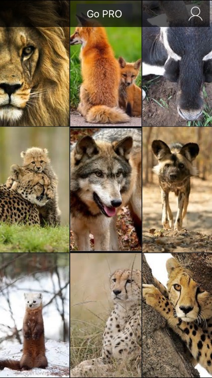 Wildlife Animals Wallpapers, Safari & Zoo Pictures