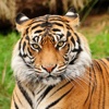 Tiger Wallpapers HD, Black & White Asian Tigers