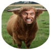 Animal Face Maker-Funny Face Mask Photo Morphing