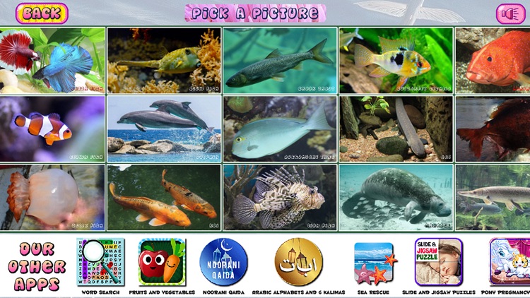 Puzzles of Aquatic Animals