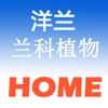 兰科Home—洋兰