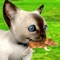 Kitten Cat Simulator 2016: Best pet simulation of mouse and cat game for kids