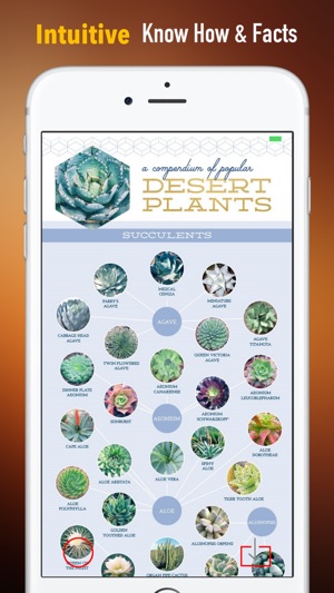 Succulents Plant for Beginners:Care Tips and Guide(圖1)-速報App