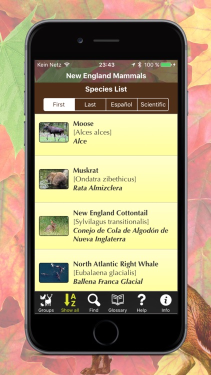 New England Mammals - Guide to Common Species