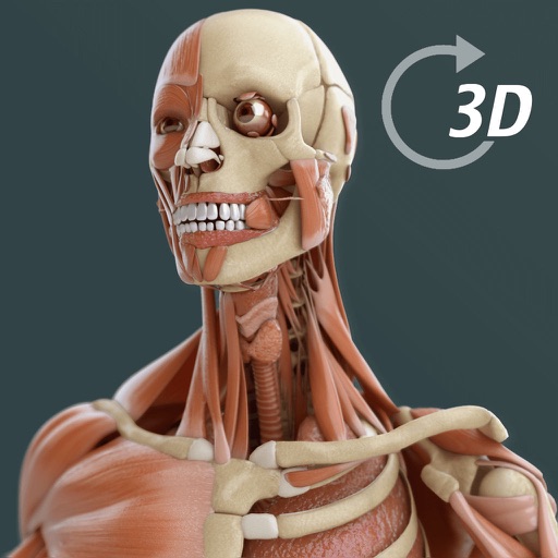 Human Visual Anatomy 3D