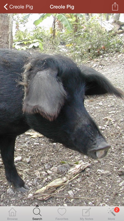 1500 Pig Breeds, Medical Dictionary