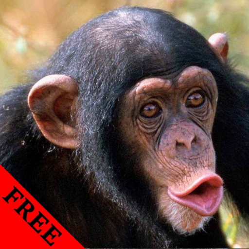 Monkey Video and Photo Galleries FREE icon