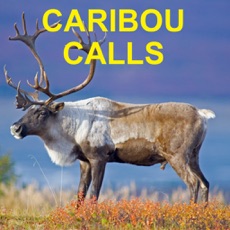 Activities of Caribou Calls for Big Game Hunting