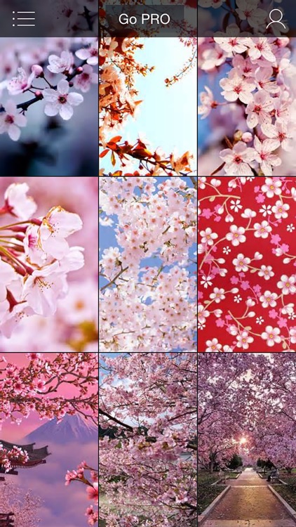 Sakura Wallpapers, Japanese Cherry Blossom Flowers by Jasmine Patel
