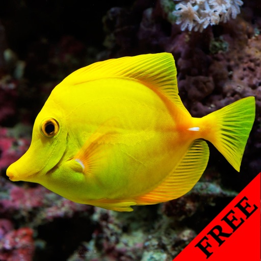 Fish Video and Photo Galleries FREE icon