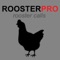 Rooster Sounds and Rooster Crowing